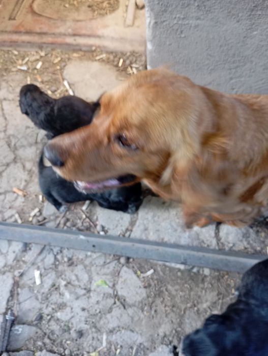 Щенята в добрые руки