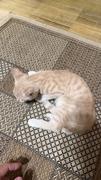 Отдадим в добрые руки котенка мальчика