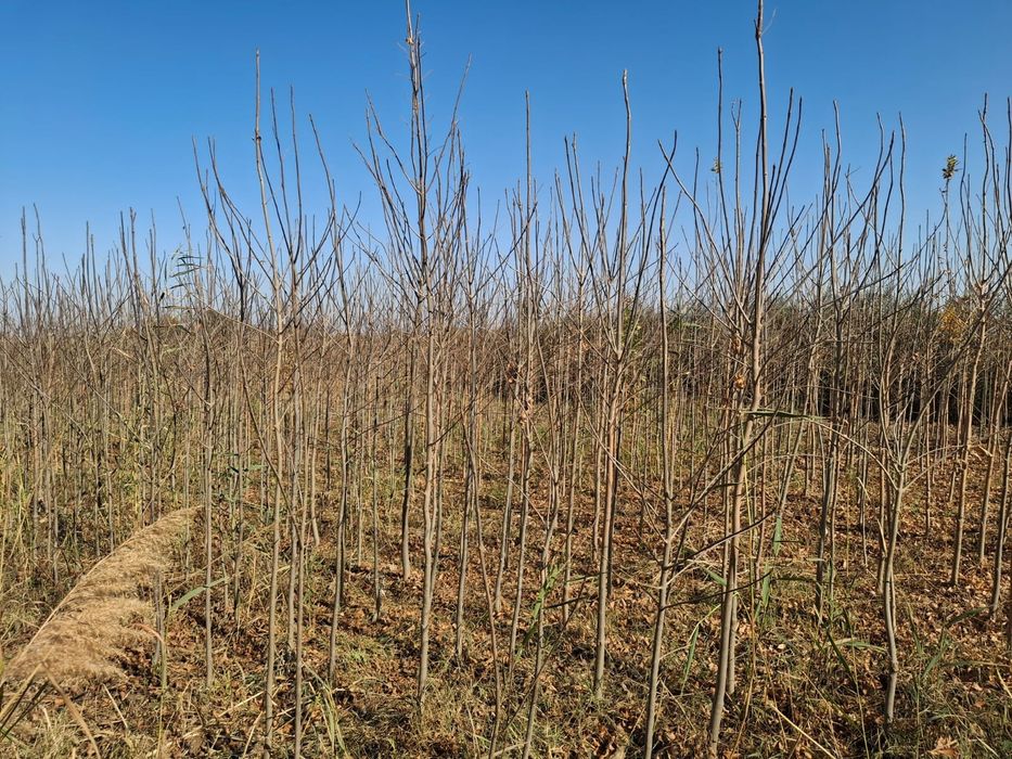 вяз Карагаш Тополь клён