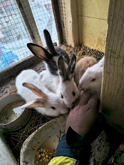 домашни заици за колене или разплод