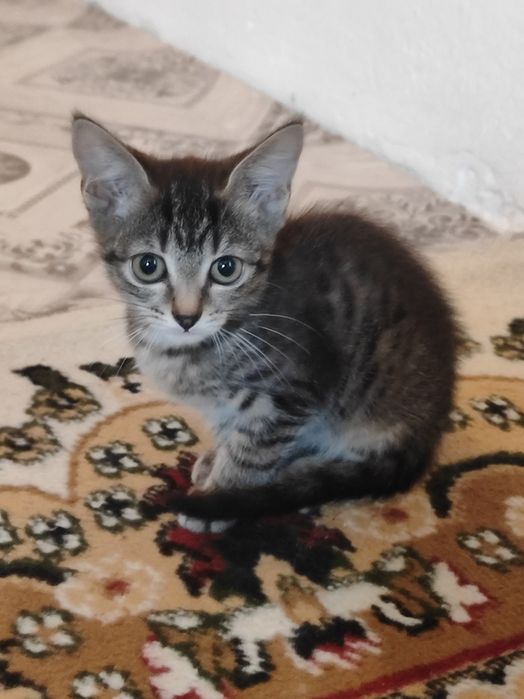 Отдадим котят бауырластар 2