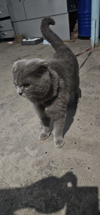 Mushuk sotiladi zotli