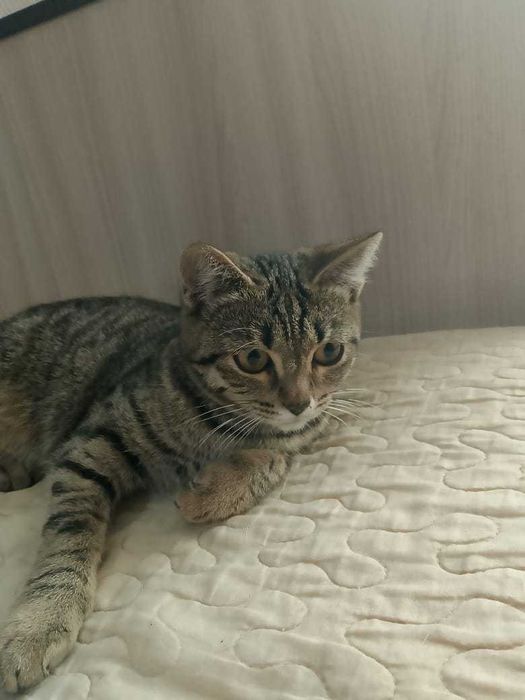 Отдам котенка девочка