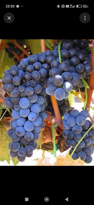 Продавам грозде село Младиново
