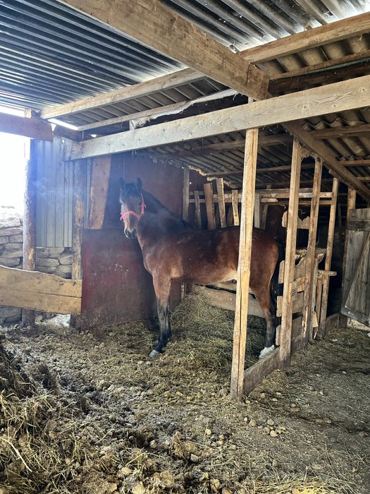 Жеребчик Англо-рысак.