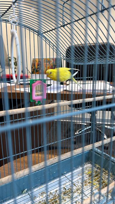 Попугай с Клеткой