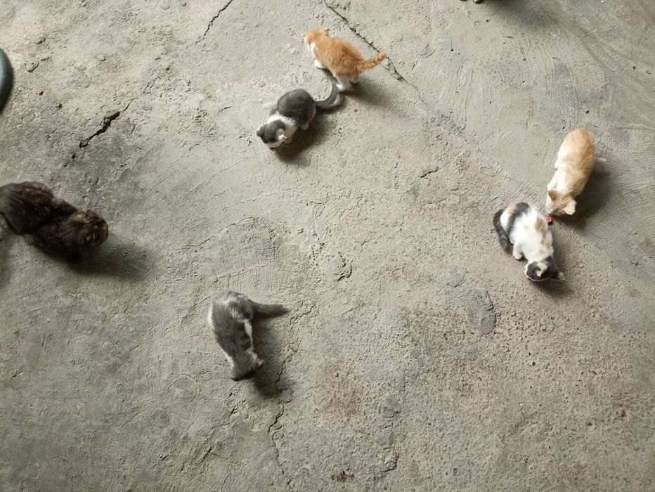 шотландскую вислоухую (Scottish Fold).