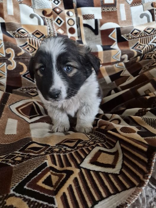 Щенки Даром сторожевой собаки