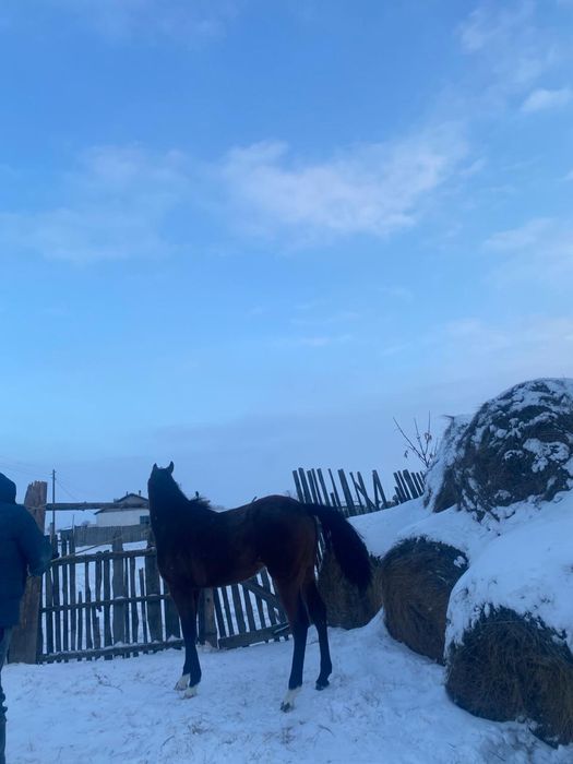 Таза канды еркек ат