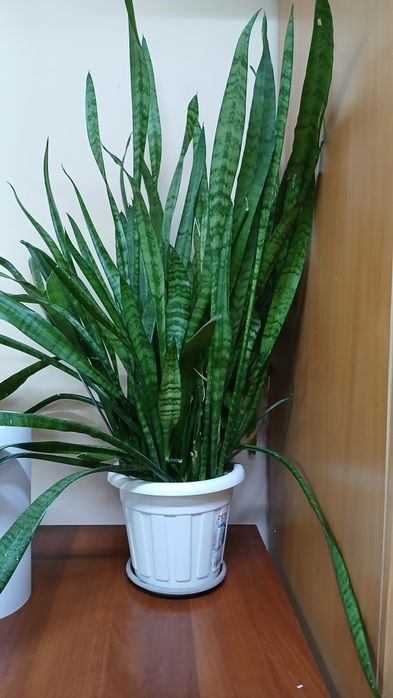 Цветок для офиса квартиры