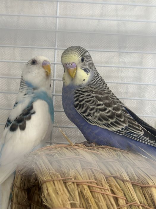 продам волнистых попугаев попугай