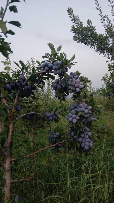 Чернослив.300 йдеальны