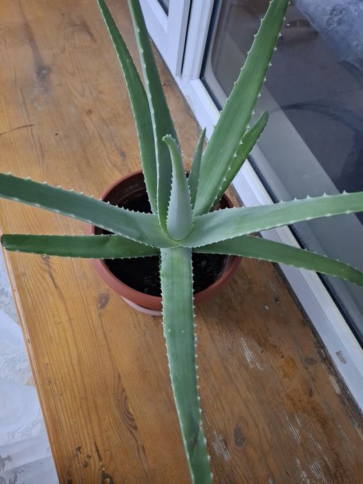 Продам лечебное алоэ 4 000 тг.