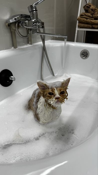 Груминг кошек, профессионально