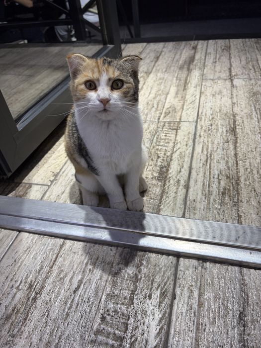 Котёнок отдается в хорошие руки