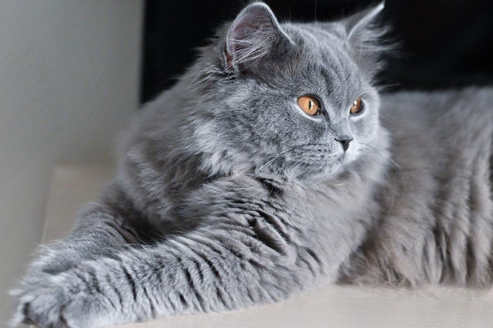 Британский котенок девочка