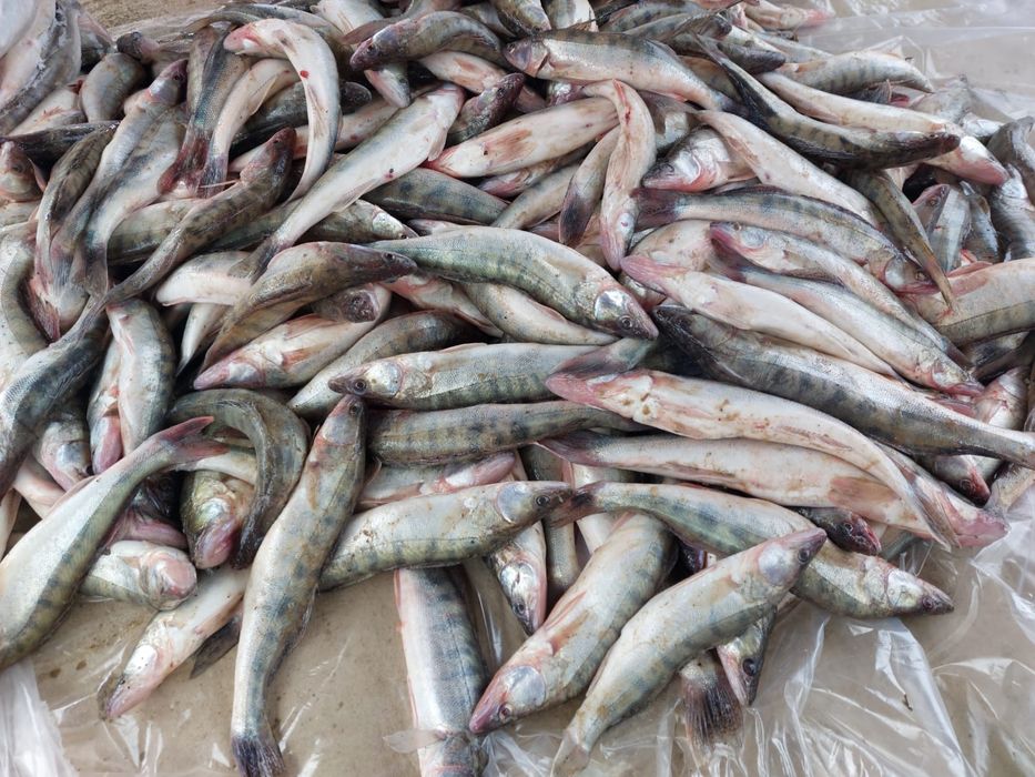 Көксерке (судак) сатылады