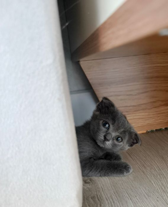 Шотландский вислоухий котёнок