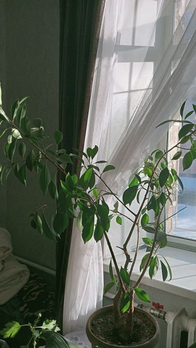 Продам комнатный цветок