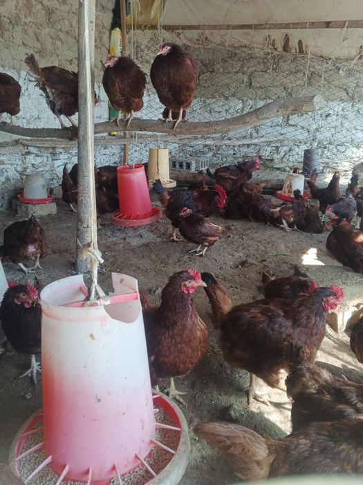 инкубационные яйца кур. порода ломан браун