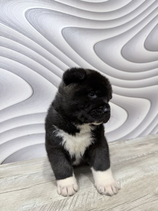 Щенки американской акиты