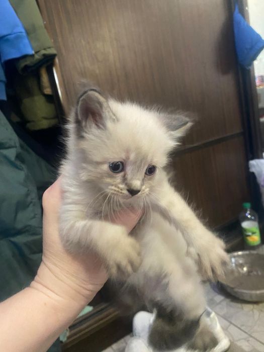 Отдам белых котят в хорошие руки