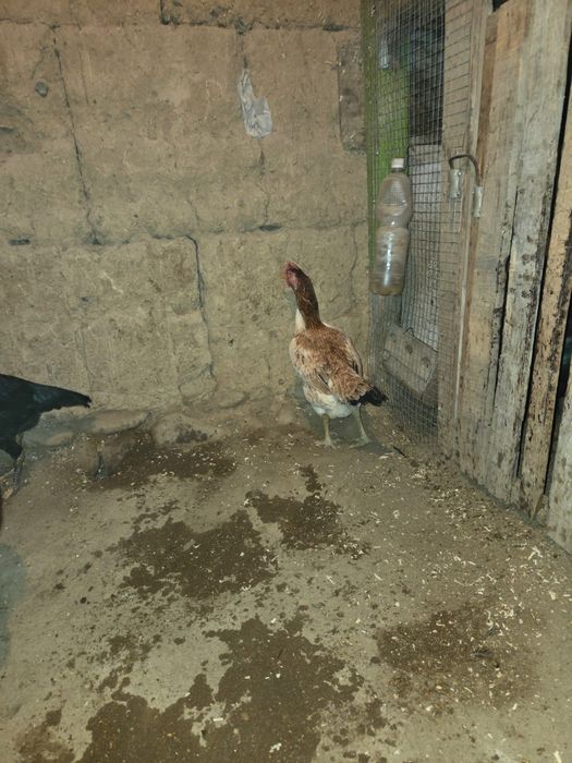 Продам птиц бойцовой породы!