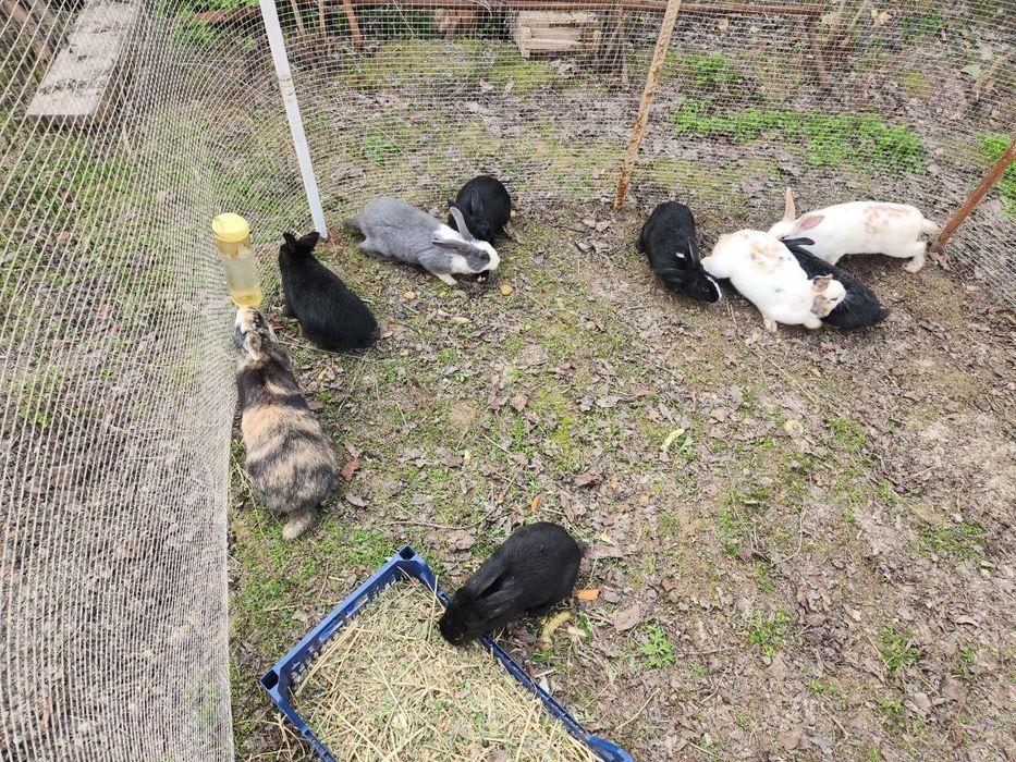 Quyon bolalari sotiladi