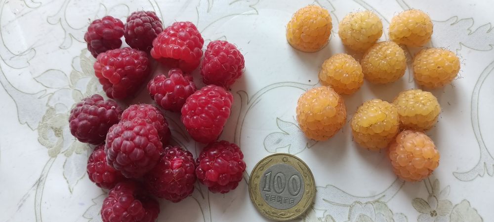 Продам саженцы малины