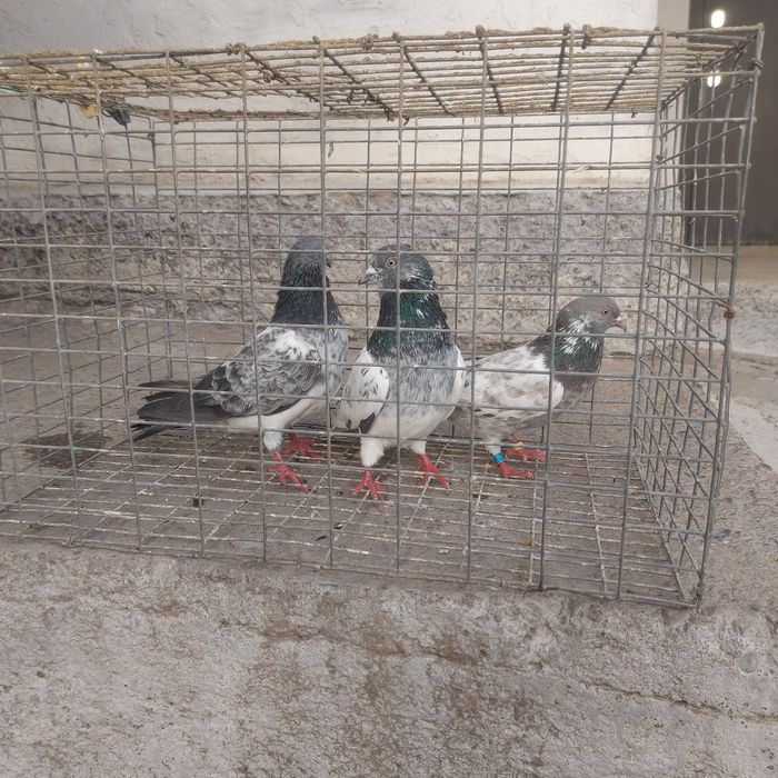 Пакистан 2самец 1самка лет игра гарантия