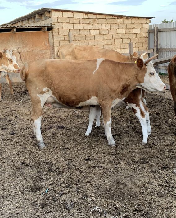 Продам 2х коров с телятами