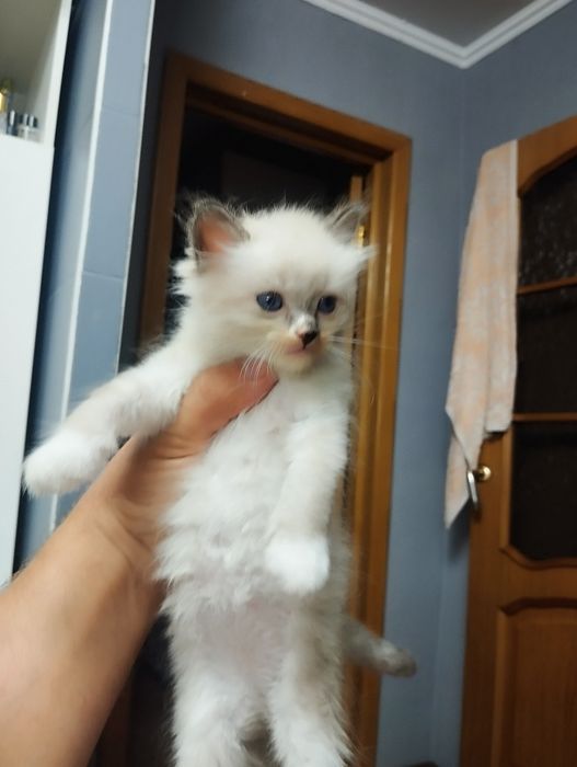 Котята красивые .район мдс