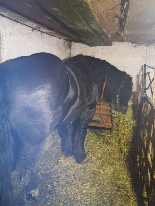 Vănd un armasar. Fitero