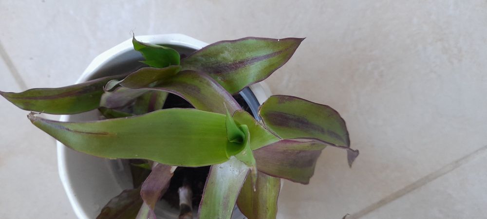 Цветя-алое, традесканция лилава и трицветна, калезия