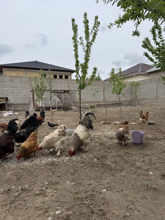 Қораздар сатылады