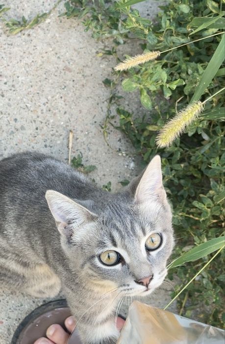 Котенок мальчик в семью