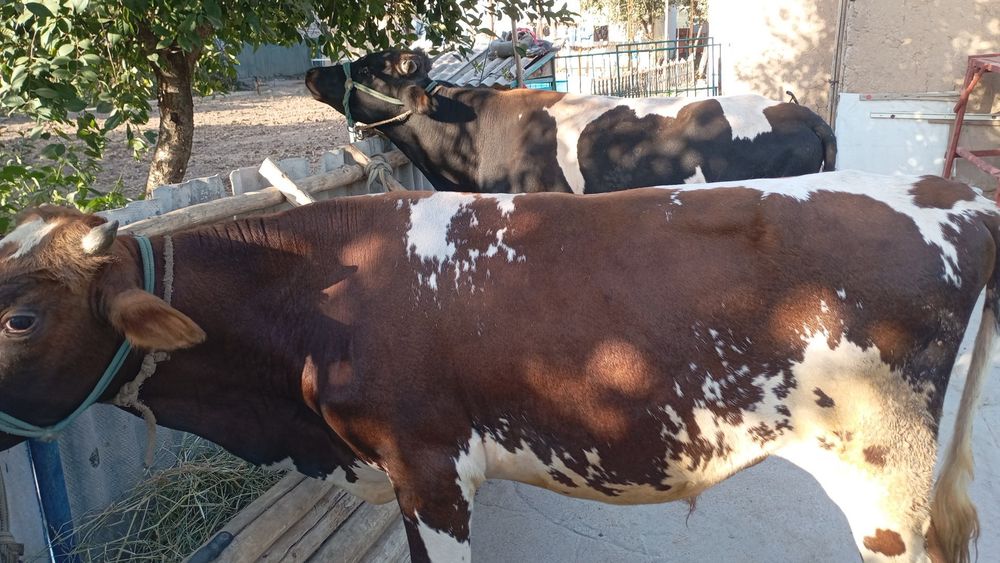 Букалар сотилади