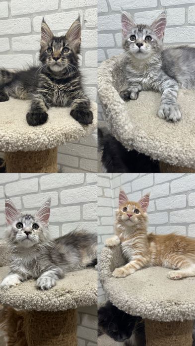 КОТЯТА_Продаются_