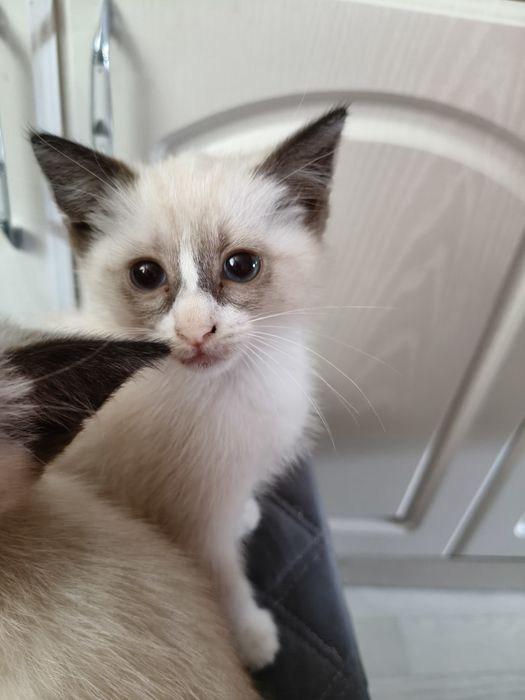 Бесплатно котята