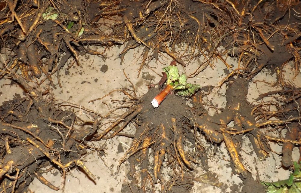 Producator vand coroana de rubarba , revent , rabarbar aclimatizata