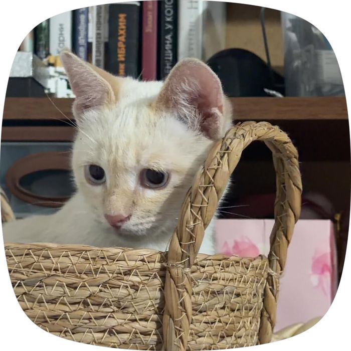 котенок в добрые руки