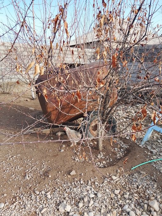 Цистерна на колёсах