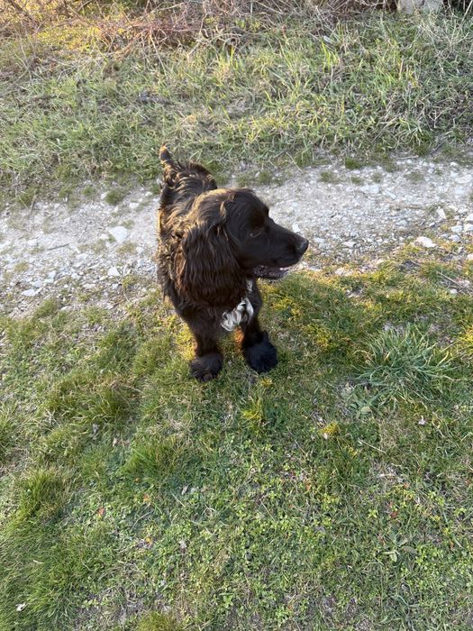 Кокер шпаньол