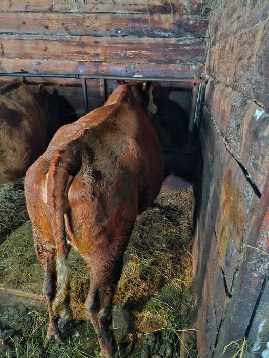 Продам коров , на мясо.