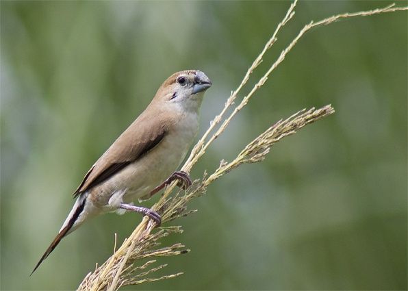 Малобарский амадина