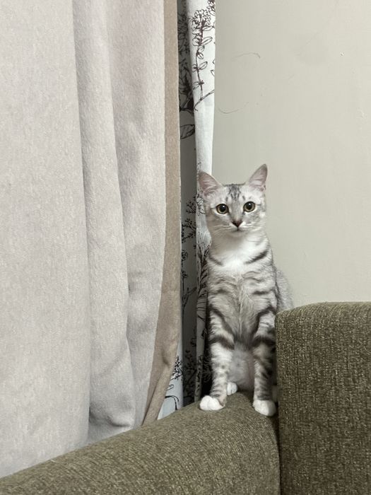 Отдаем котов в хорошие руки