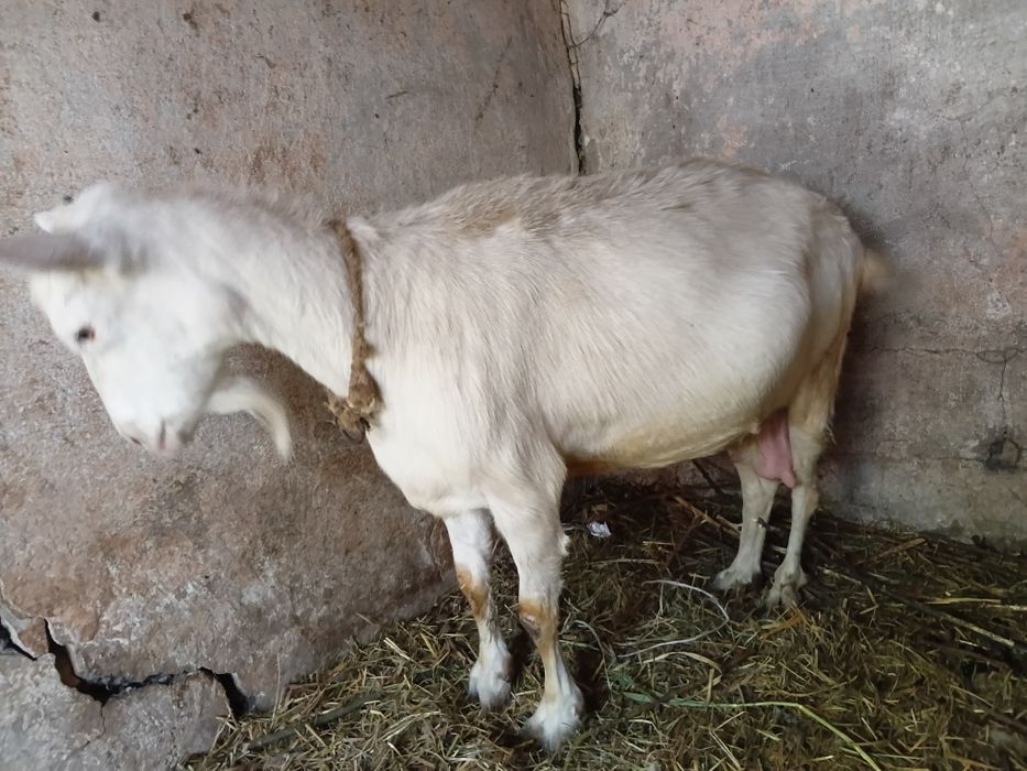 Продам 2х молочных коз