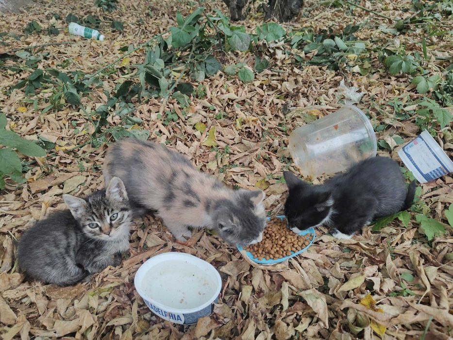Pui de pisica spre adopție