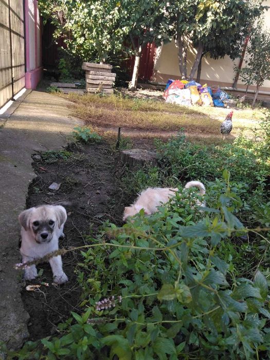 Două cățelușe de talie mică aprox 4 luni