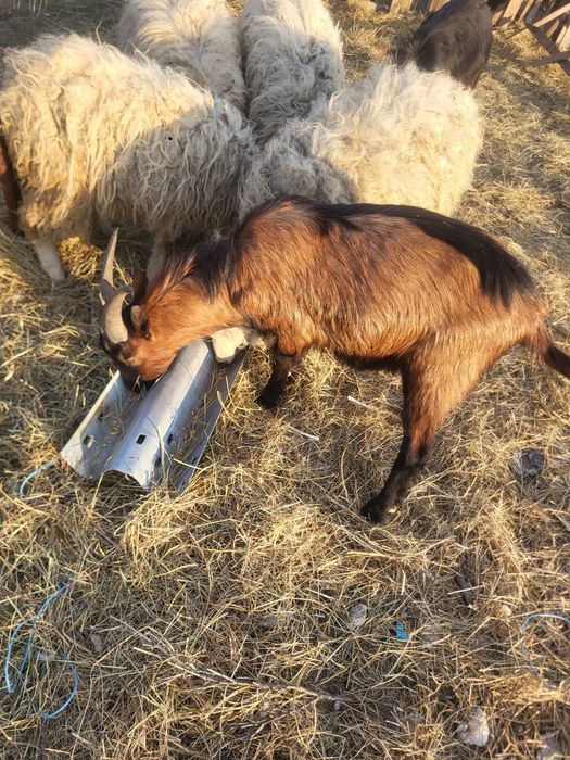 Vând sau schimb țap alpin francez pur!
